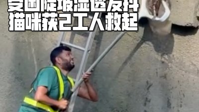 受困陡坡湿透发抖 猫咪获2工人救起